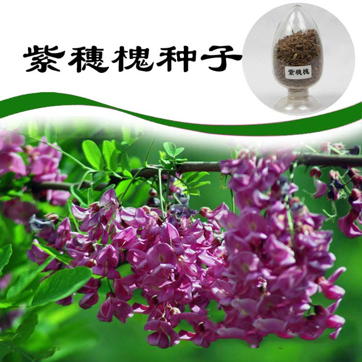 紫穗槐种子（护坡灌木种子）